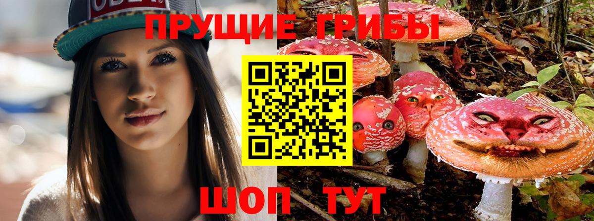 Псилоцибиновые грибы Psilocybe Белореченск